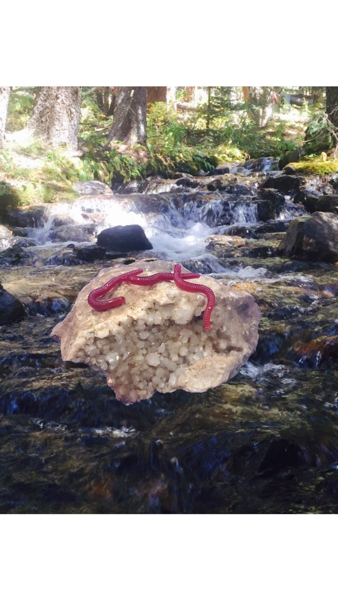 Red Worm 1 3/8"